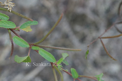 Corchorus trilocularis